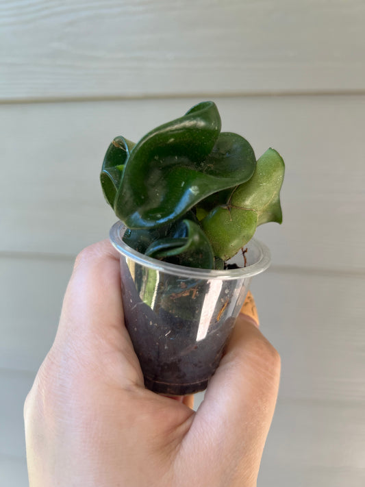 Hoya Mauna Loa cutting - low variegation