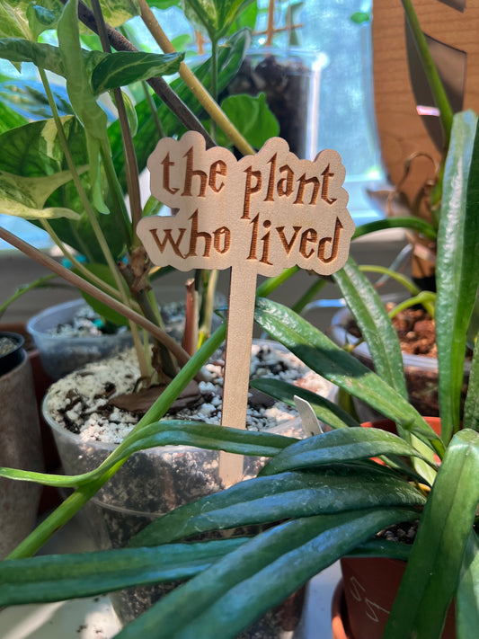 The Plant Who Lived - Wooden Plant Stakes