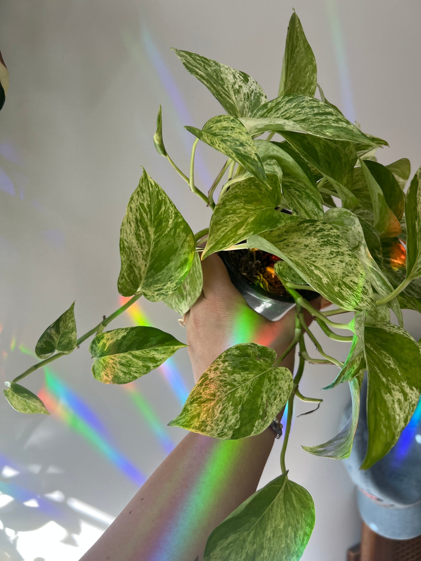 Pothos Marble Queen