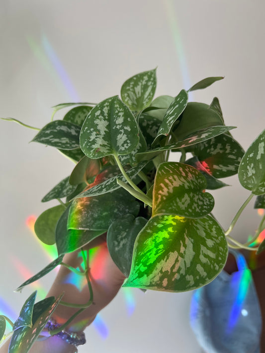 Scindapsus Silvery Ann (Pothos Silver Satin)