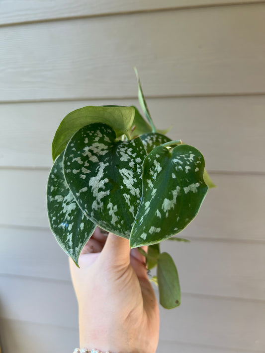 3 Inch Silvery Ann Scindapsus