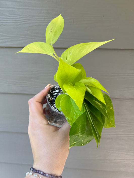 3 Inch Neon Pothos