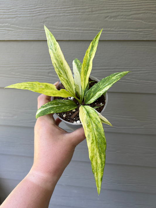 Anthurium Vittarifolium