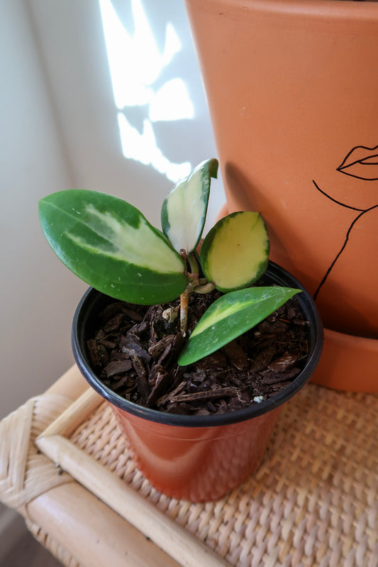 Hoya Acuta Variegata