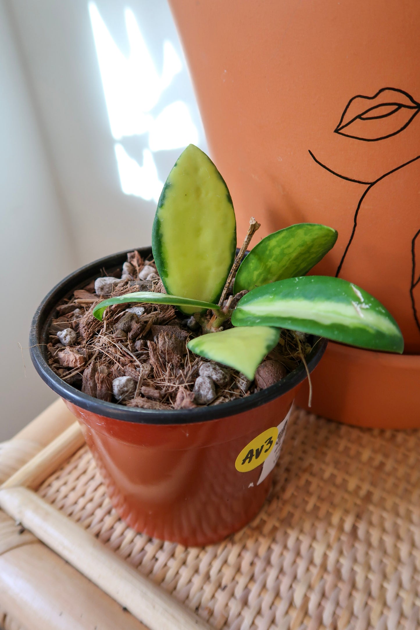 Hoya Acuta Variegata