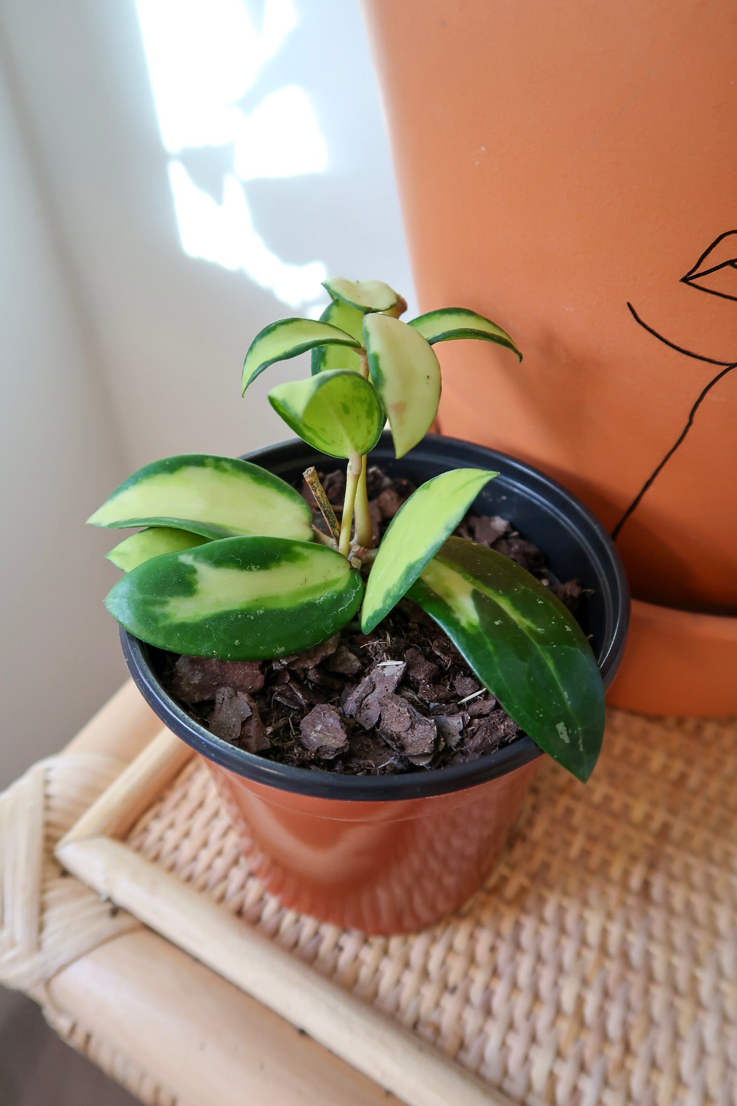 Hoya Acuta Variegata