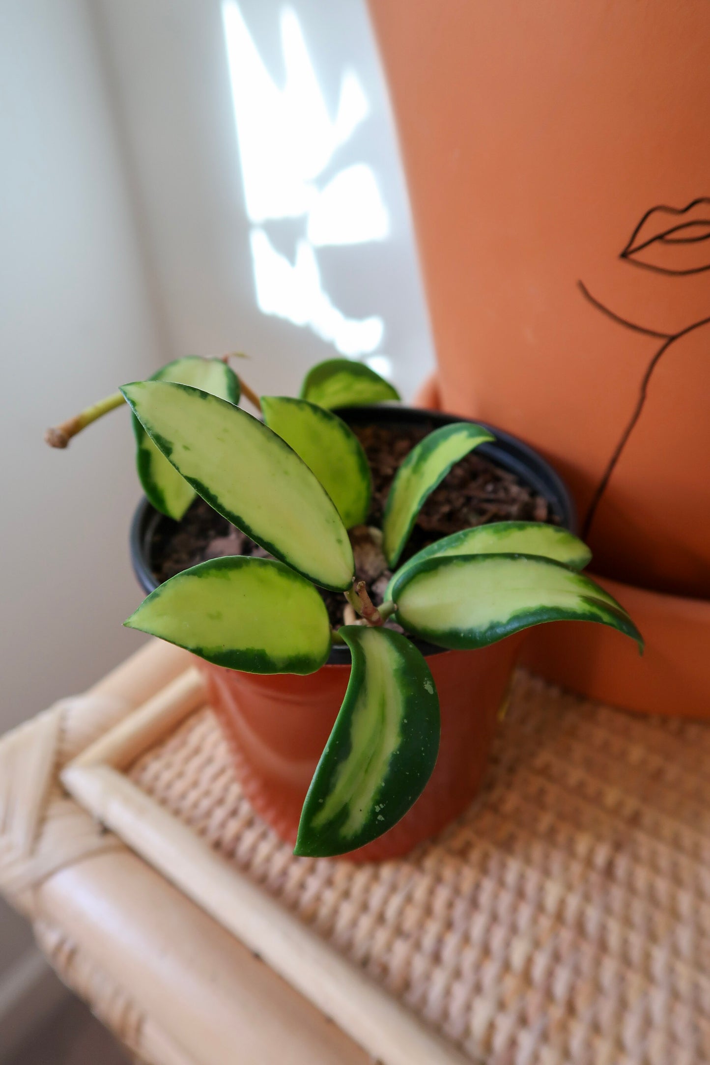 Hoya Acuta Variegata