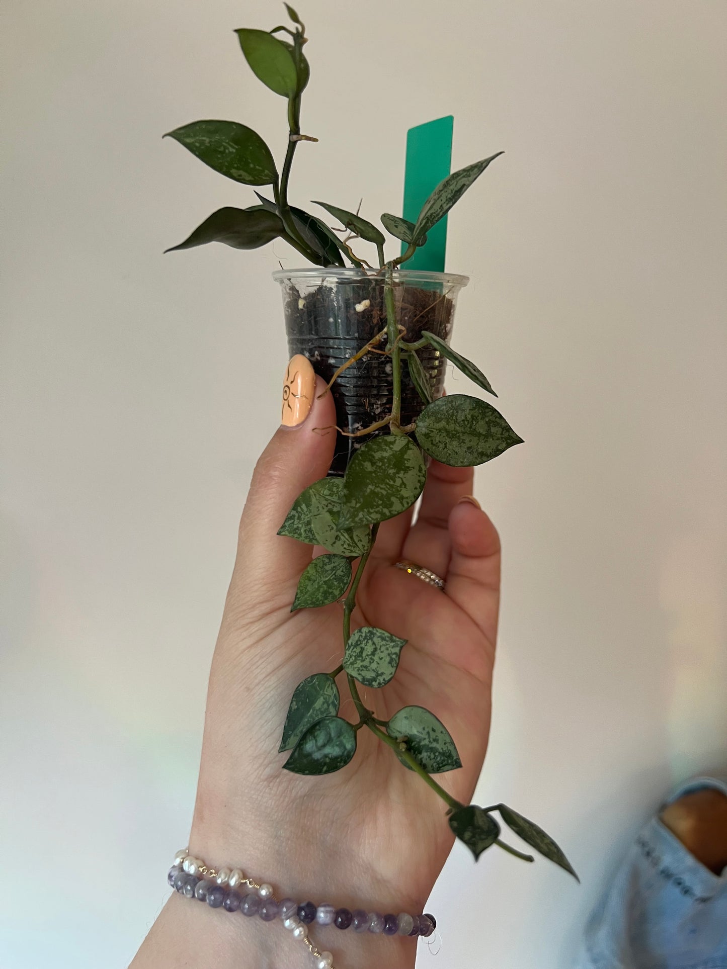 Hoya Lacunosa 'splash’ growers choice