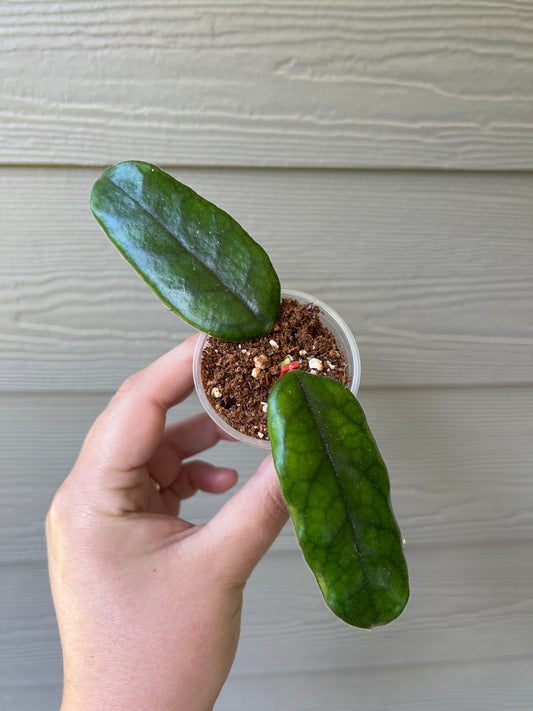 Hoya Globulosa