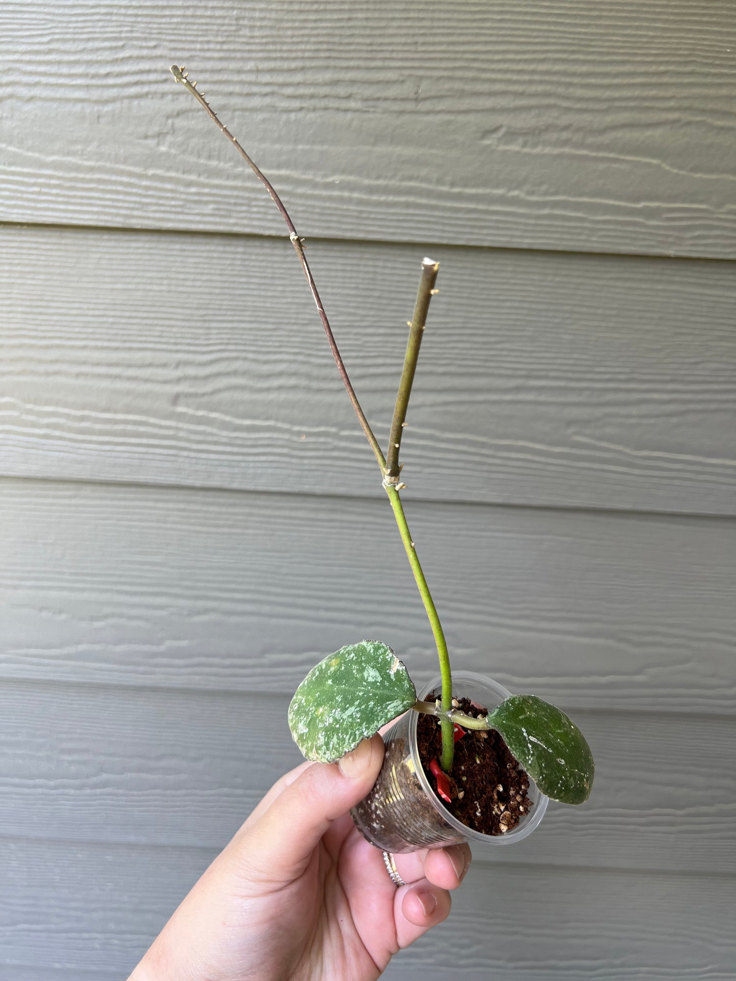 HOYA WAYMANIAE (SPLASH) Cutting