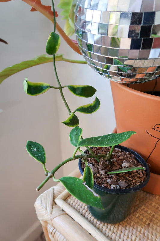 Hoya Diversifolia