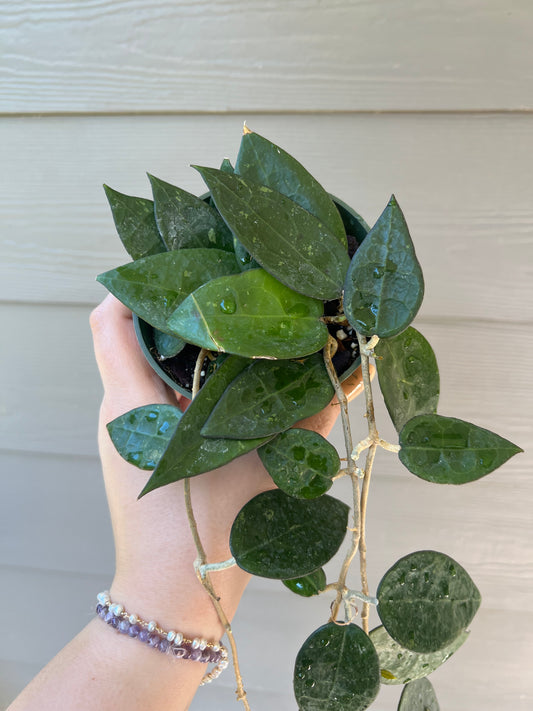 Hoya Black Margin