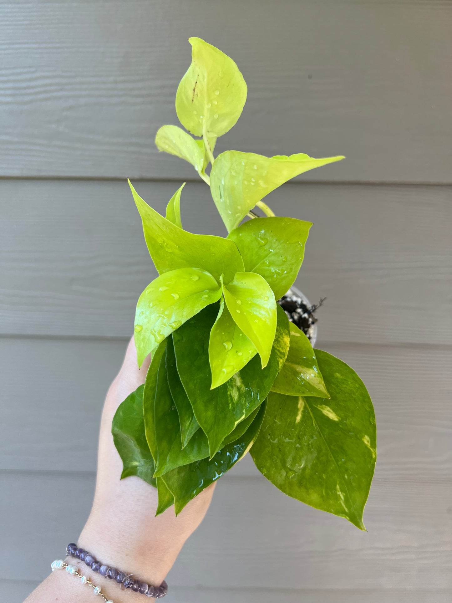 3 Inch Neon Pothos