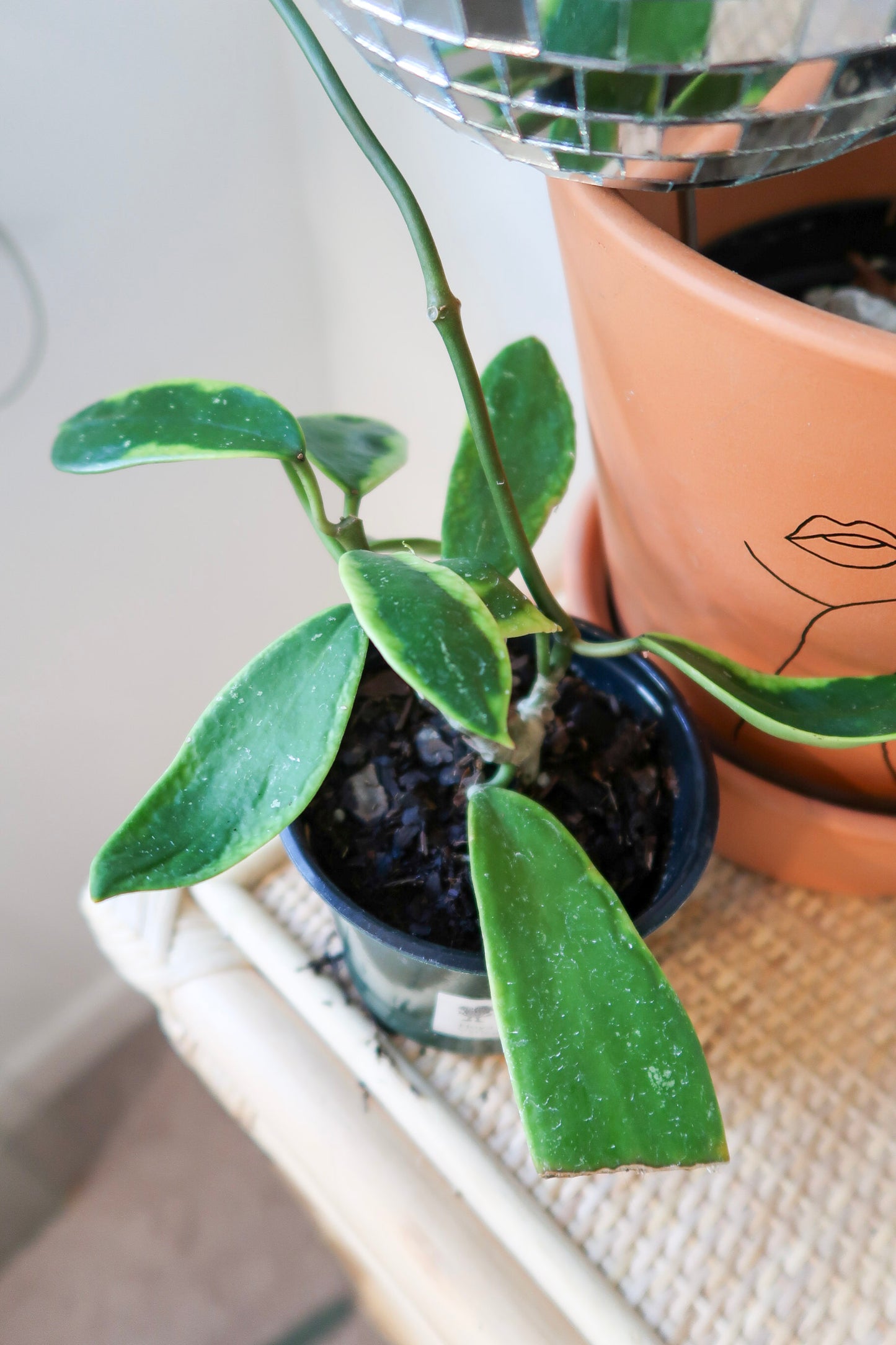 Hoya Diversifolia