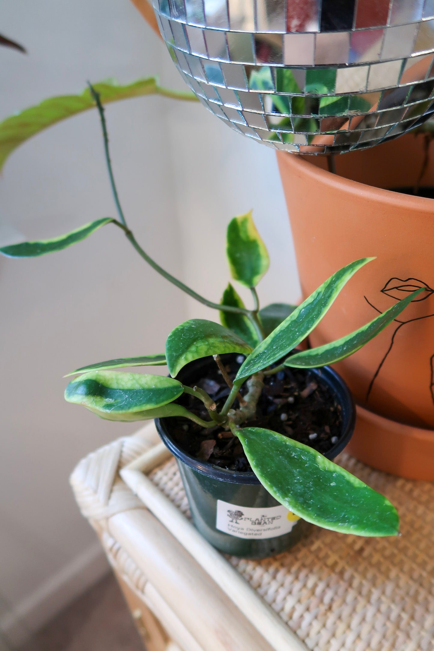 Hoya Diversifolia