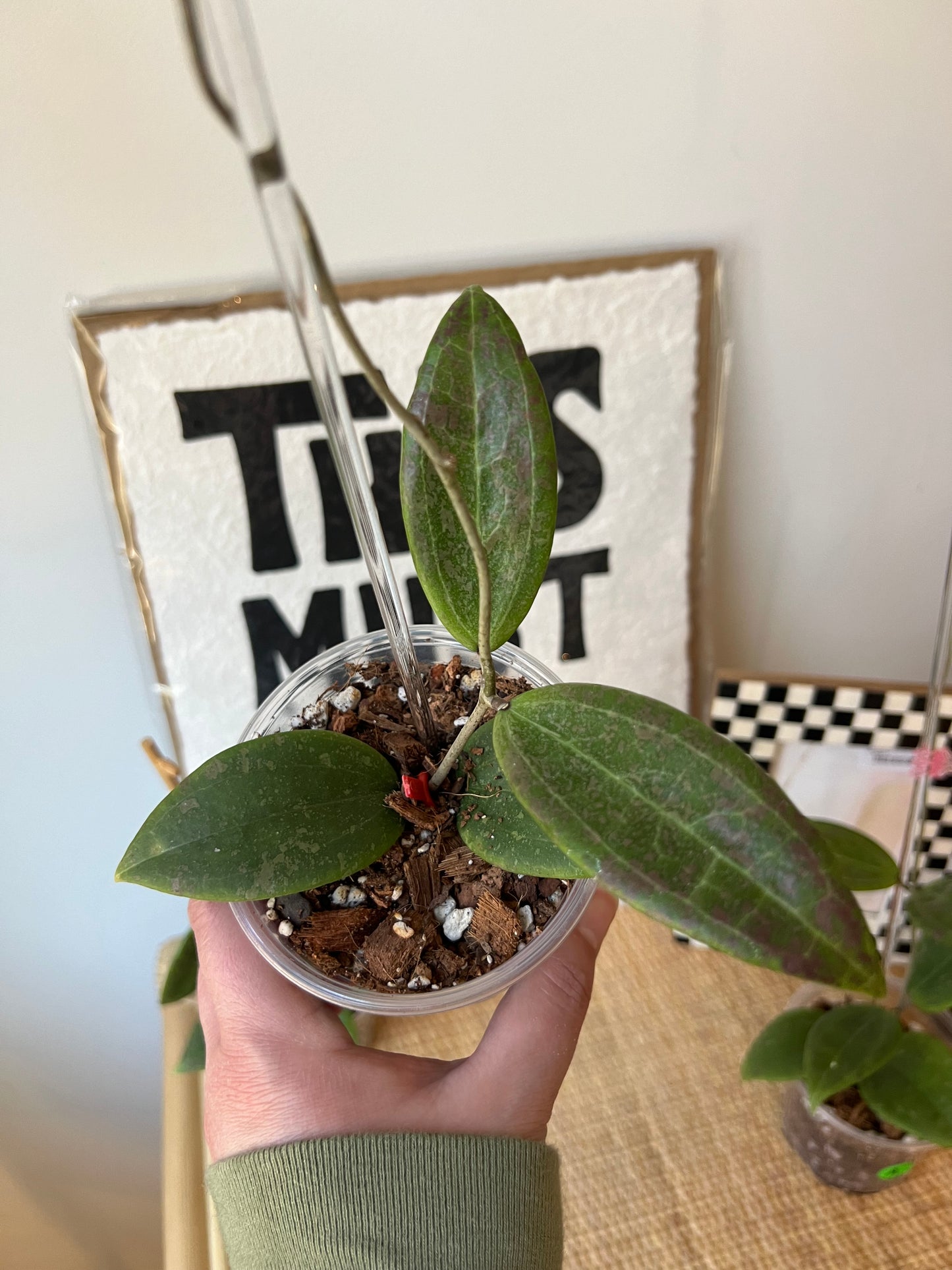 Hoya Wibergiae