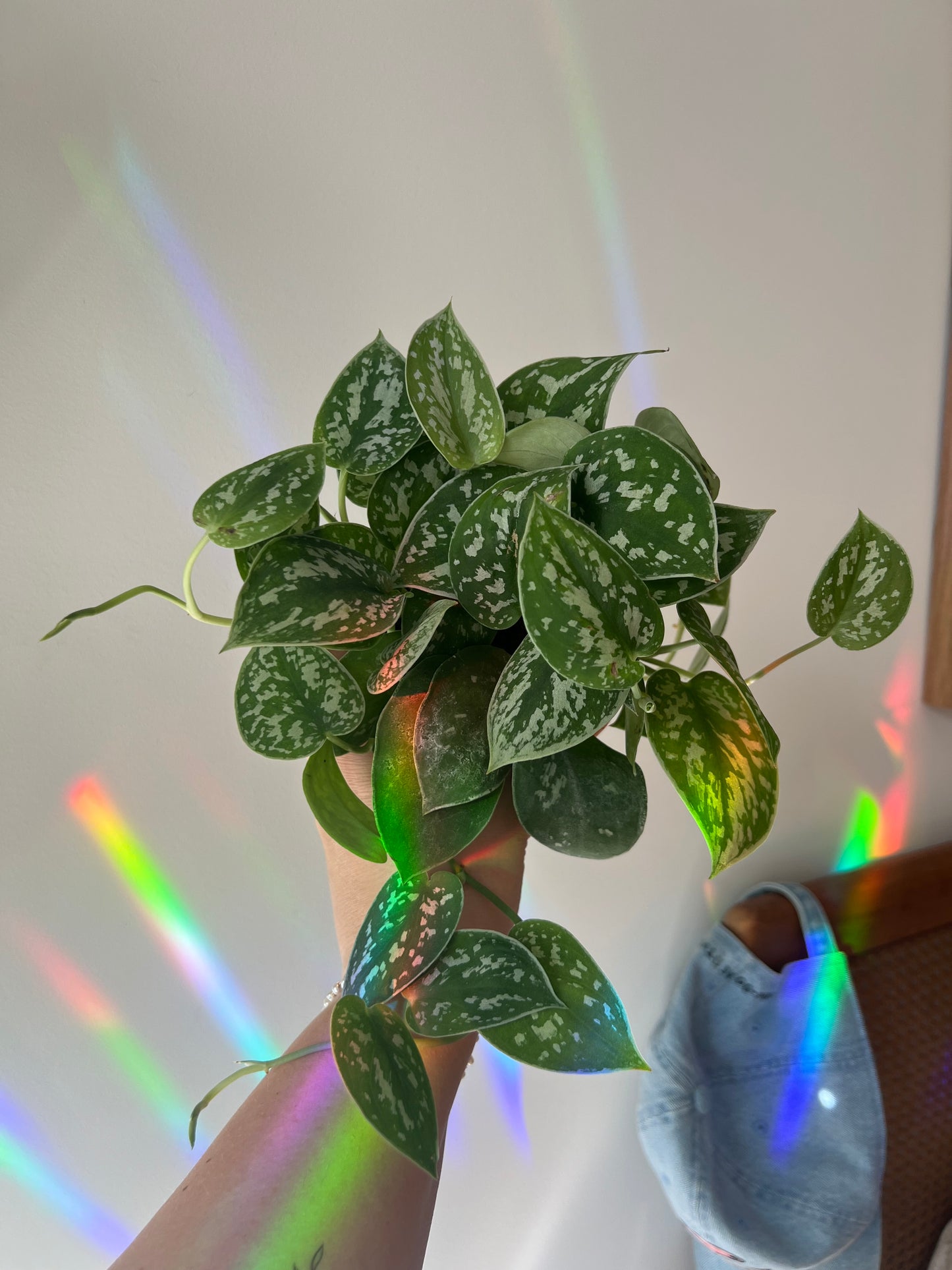 Scindapsus Silvery Ann (Pothos Silver Satin)