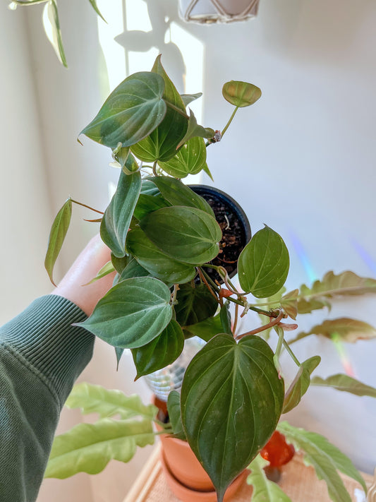 Philodendron Micans