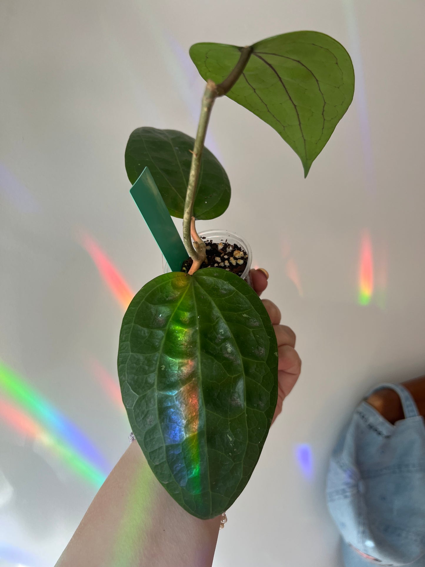 Hoya Glabra Growers Choice