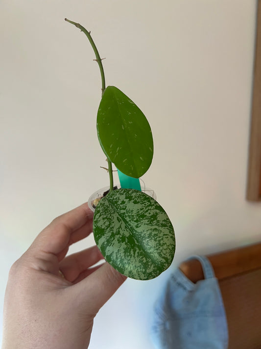 Pubicalyx Obovato Hoya Cutting