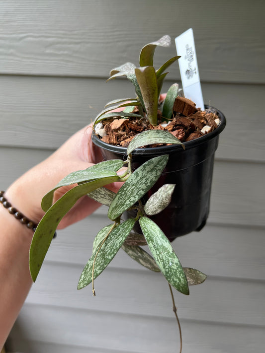 Hoya Sigillatis 4 Inch
