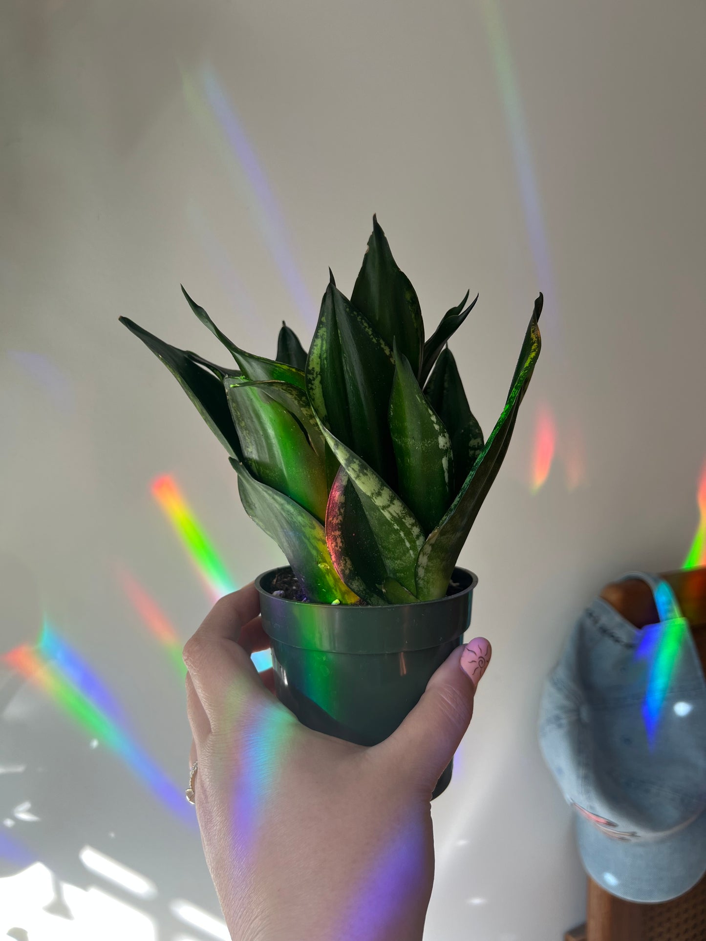 Snake Plant ‘Whitney’
