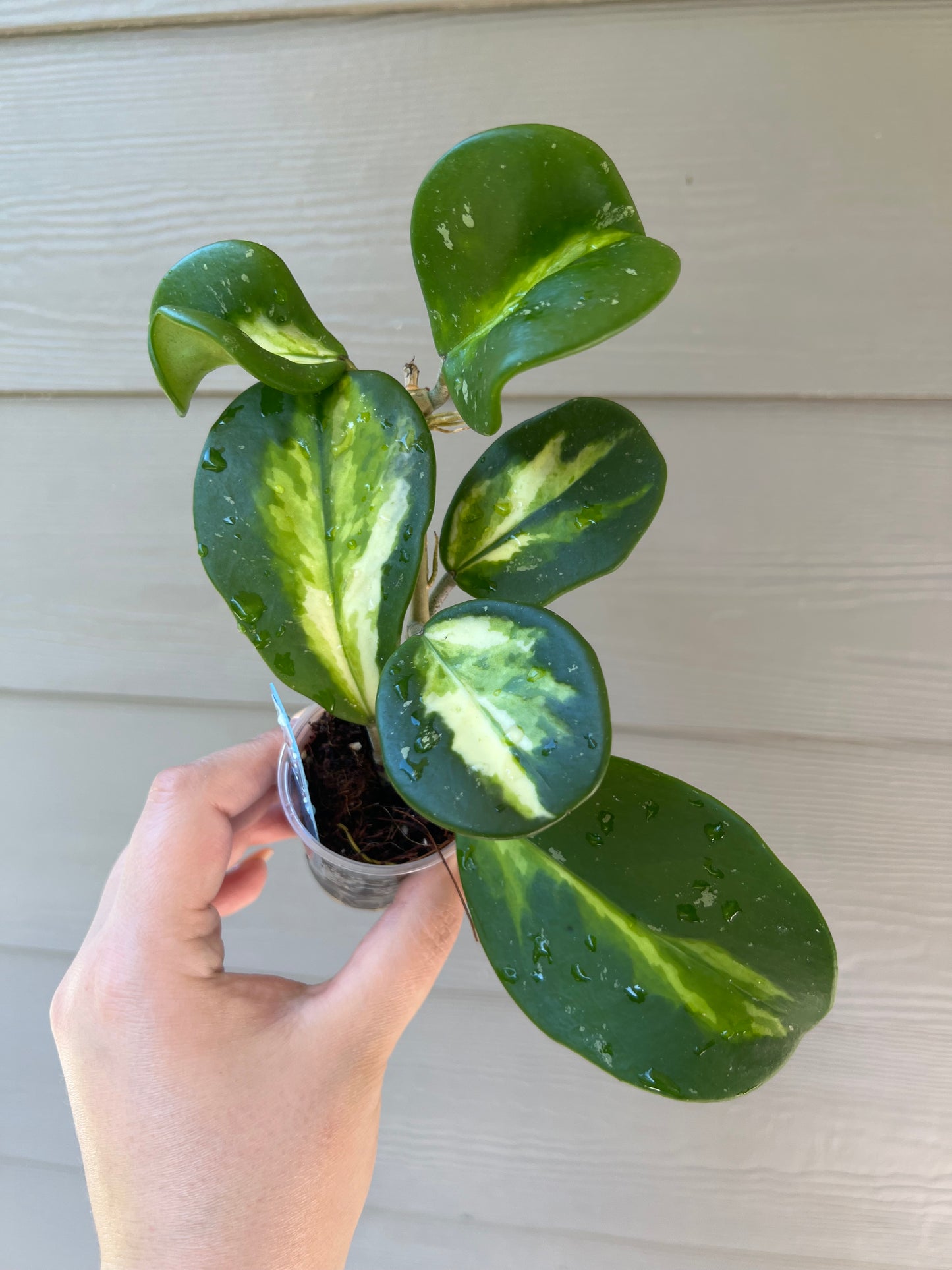 Hoya Obovata Varigated cutting (inner)