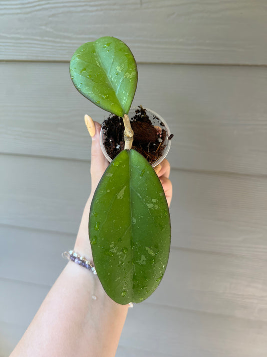 Hoya Fungii Cutting