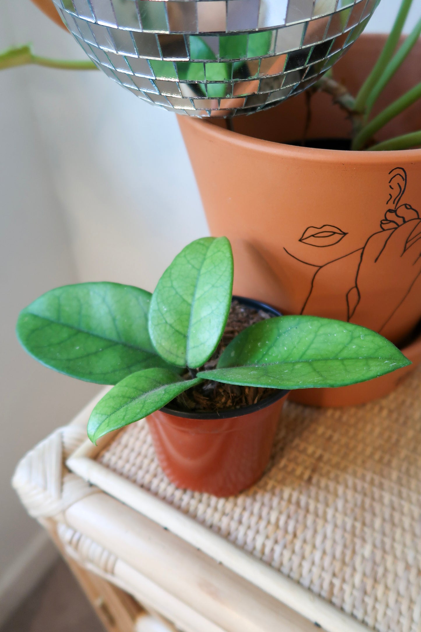 Hoya Fungii