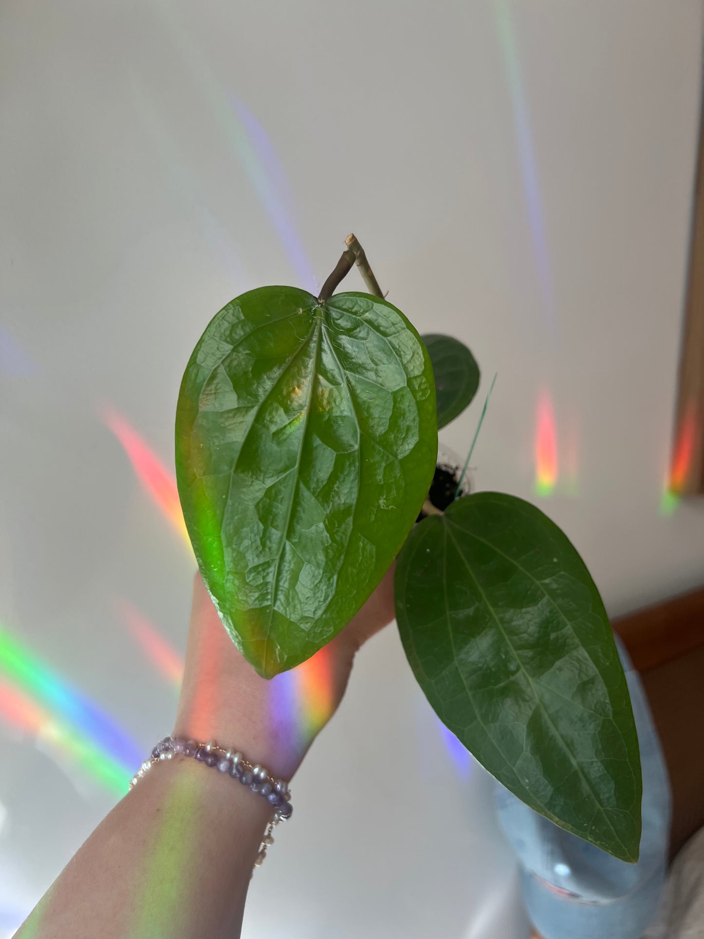Hoya Glabra Growers Choice