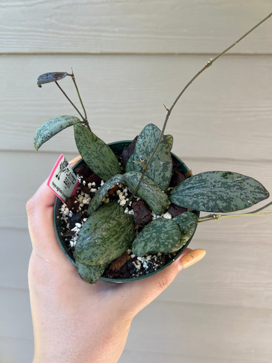 Hoya Sigillatis 4 Inch ROUND