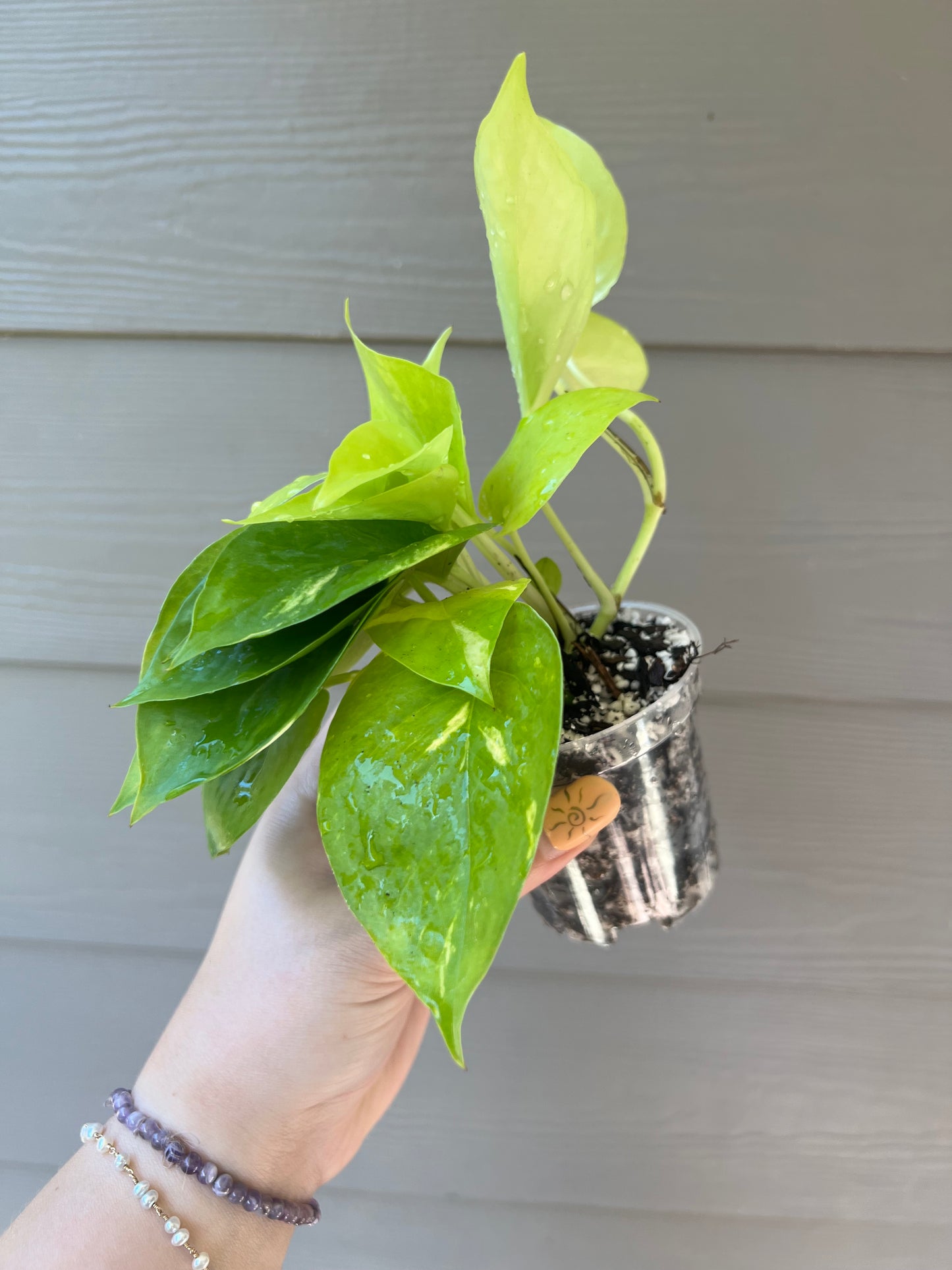 3 Inch Neon Pothos