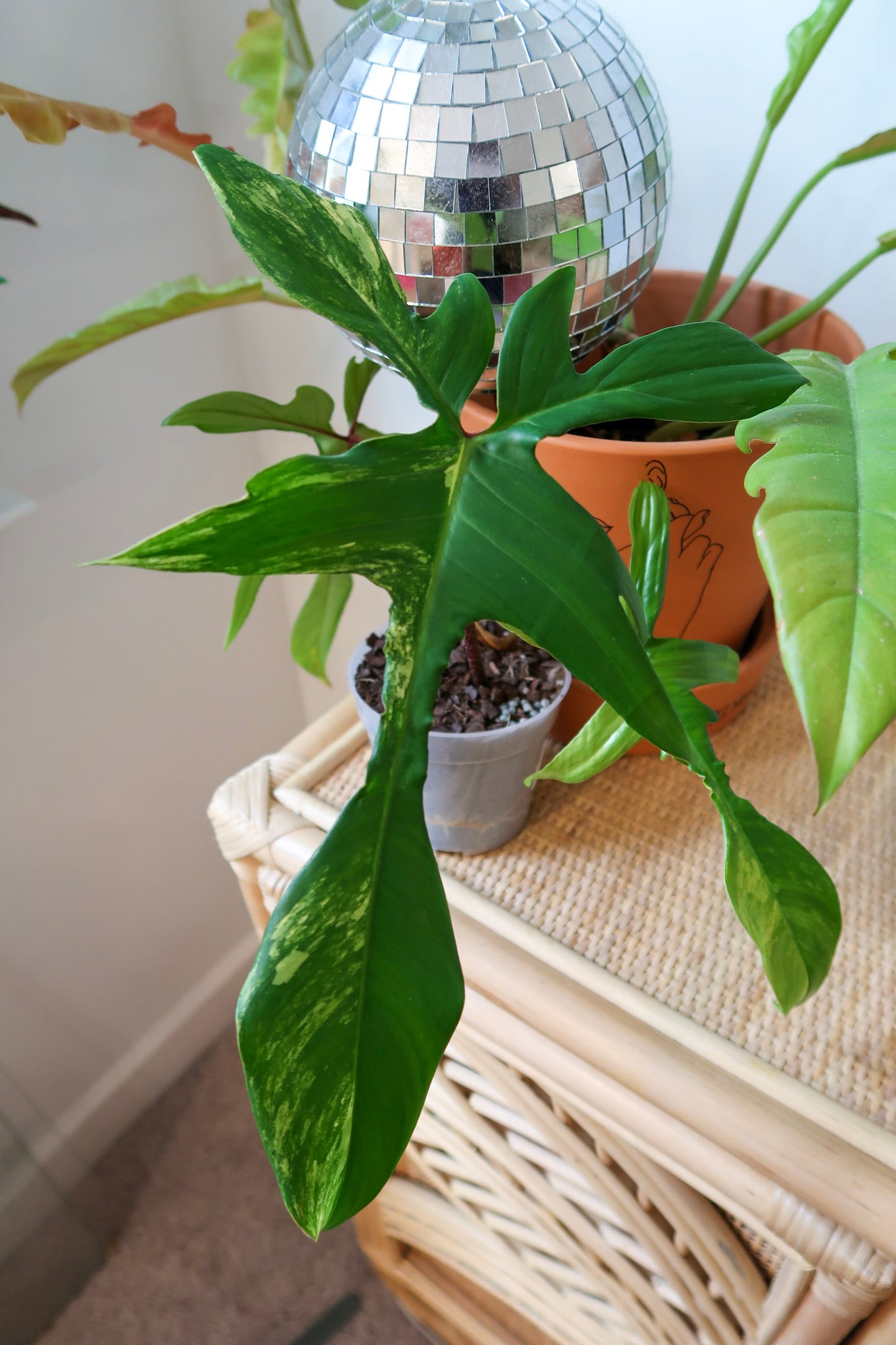 Philodendron Florida Beauty