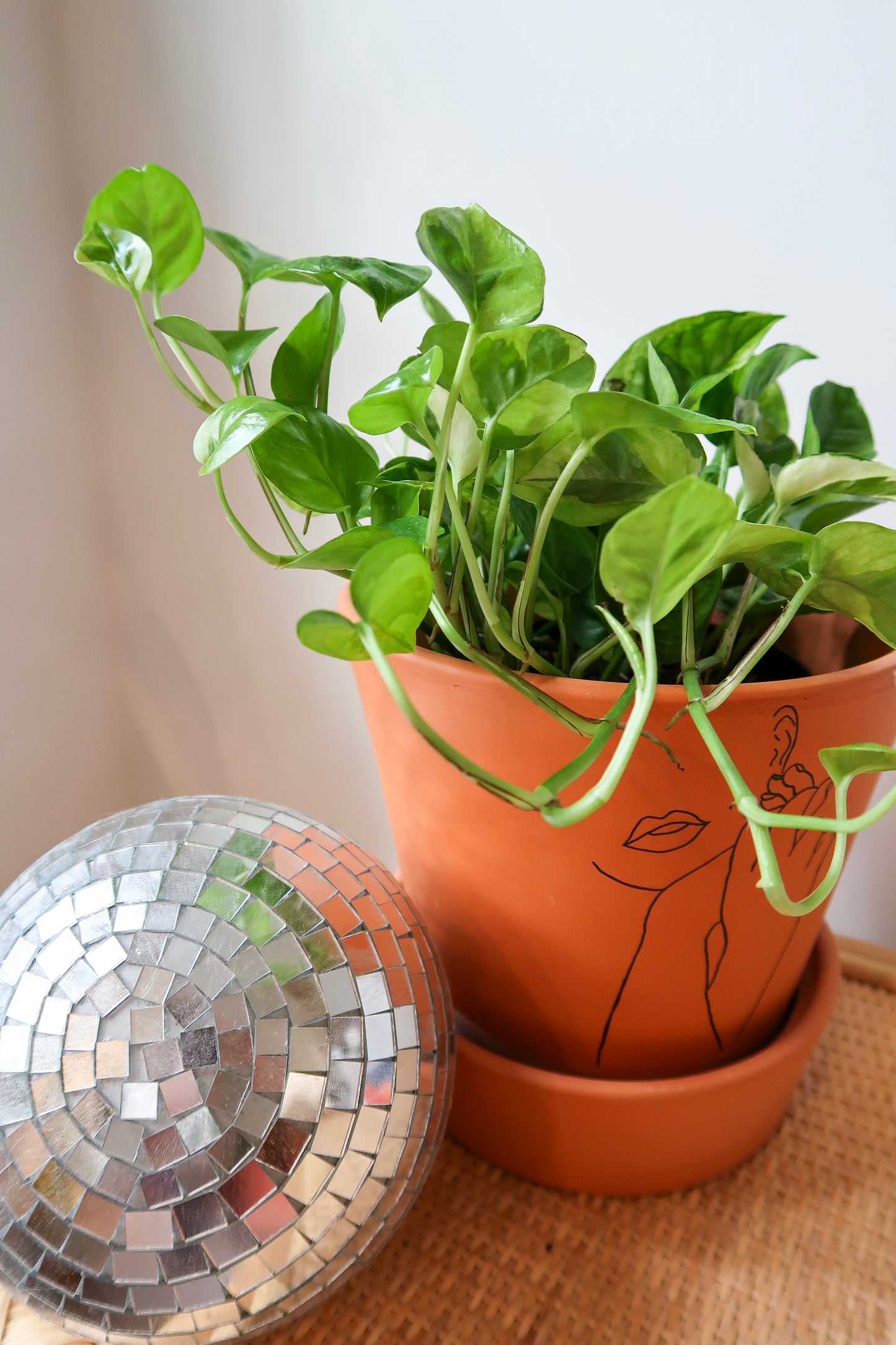 Pothos 'Lemon Meringue' - 6" Pot