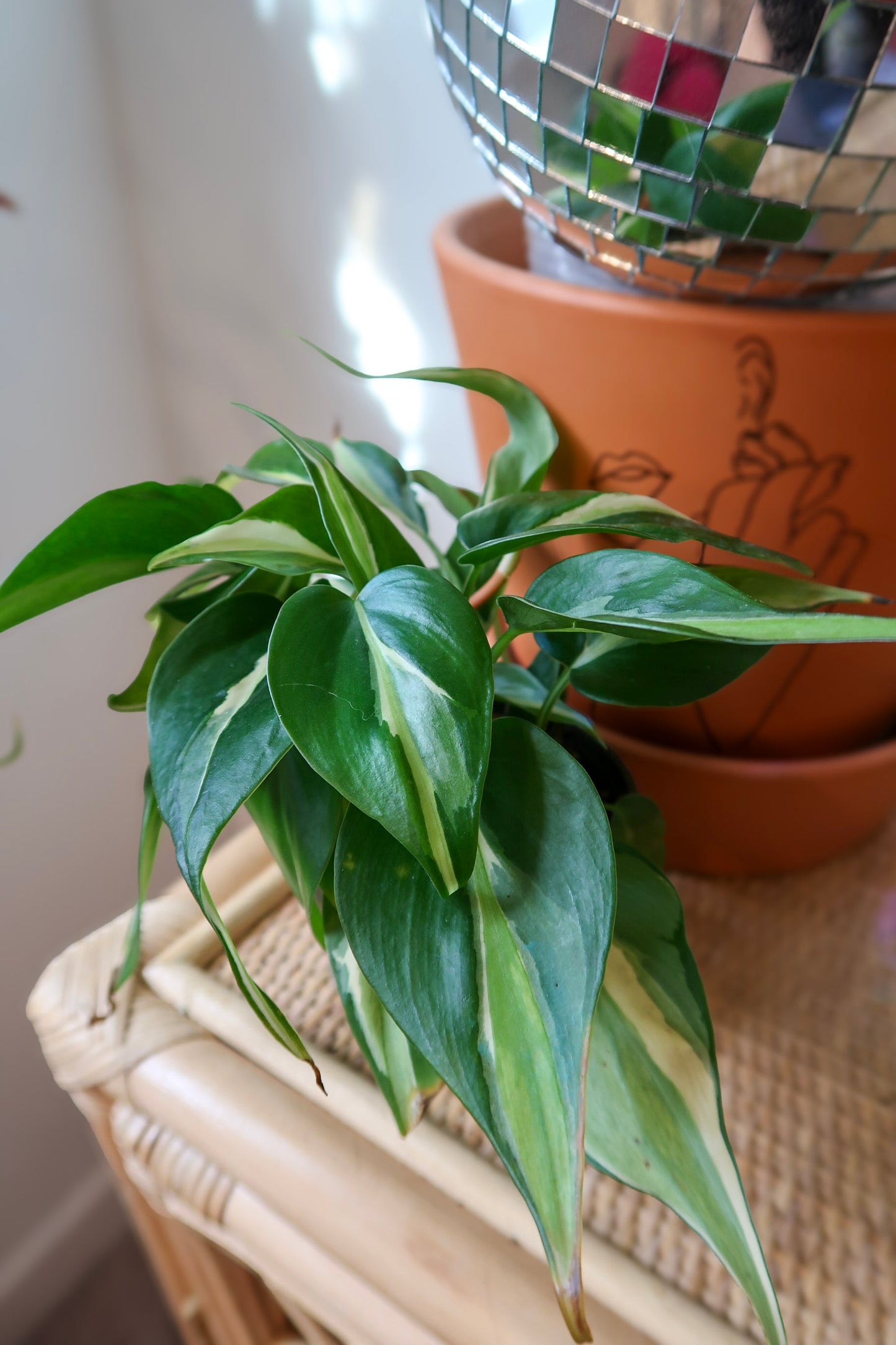 Philodendron 'Silver Stripe'- 4" Pot