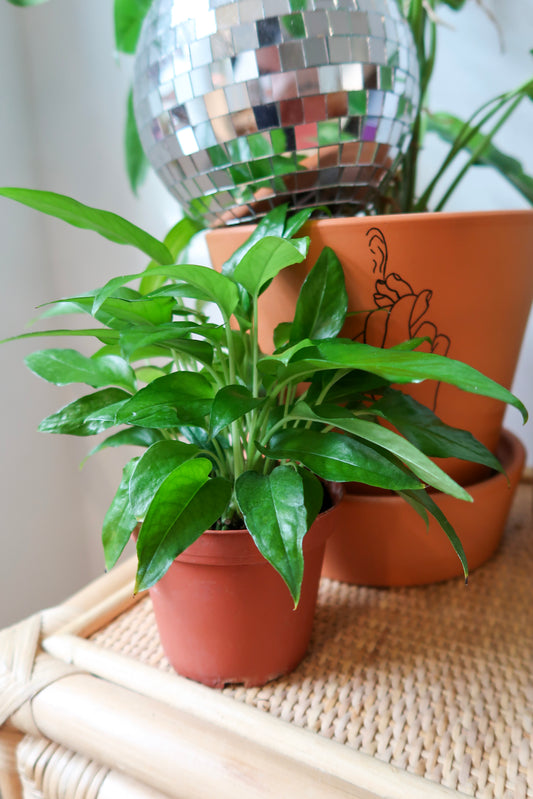 Pothos Skeleton Key - 4" Pot