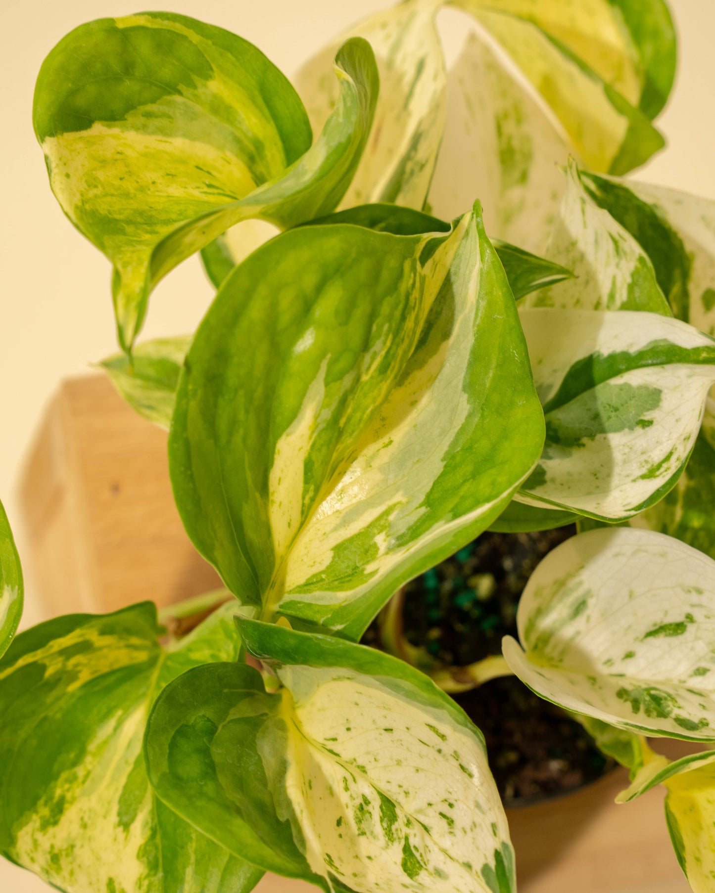 4" Epipremnum Aureum 'Manjula Compacta'