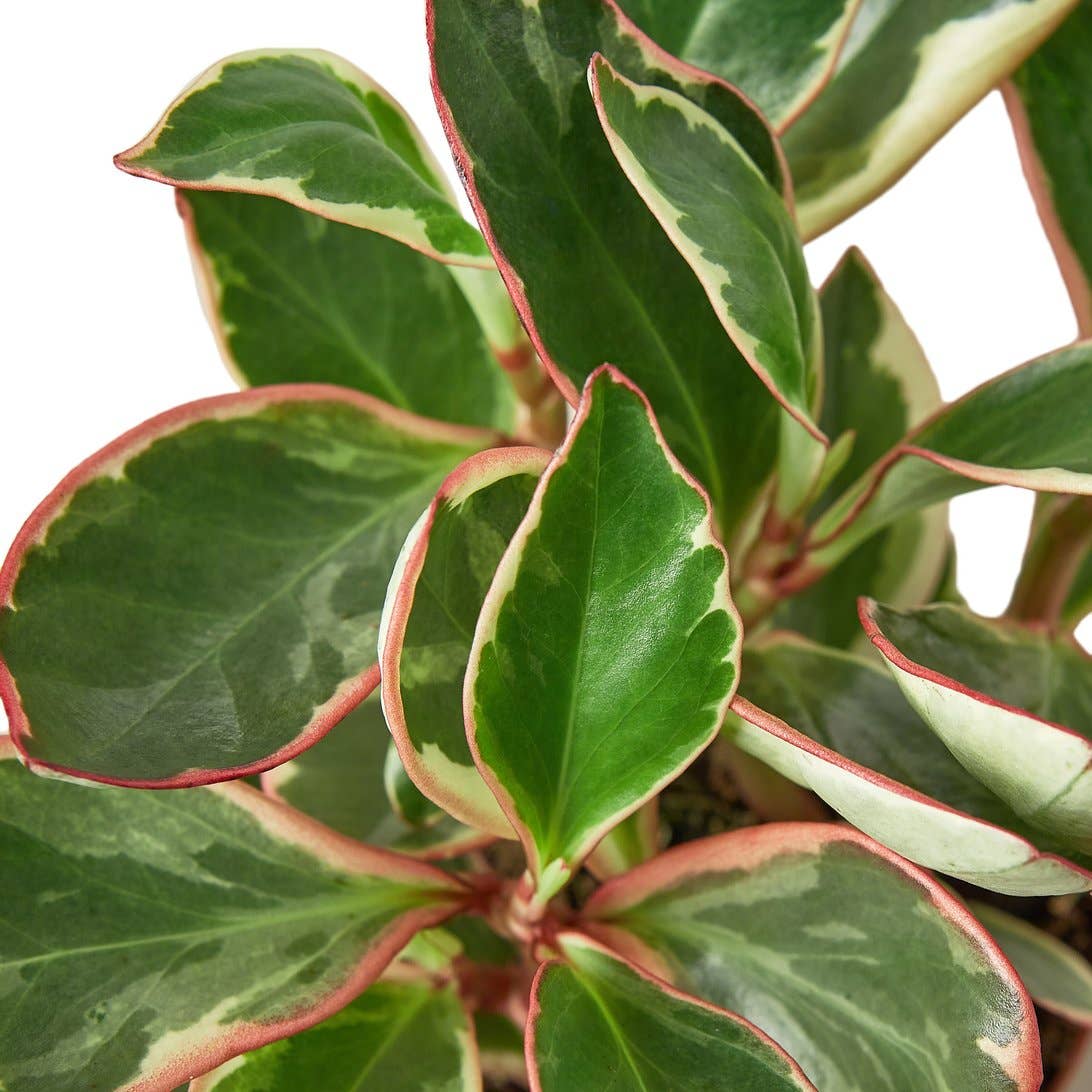 PEPEROMIA GINNY 4-inch