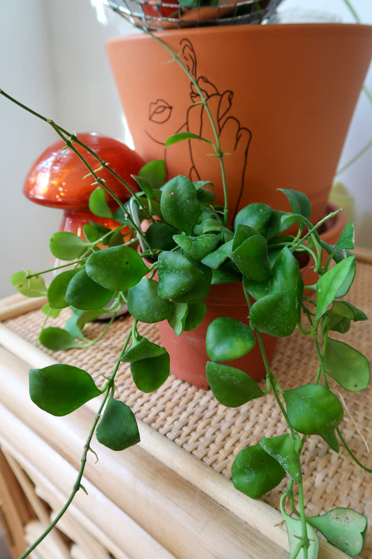 Hoya Heuschkeliana