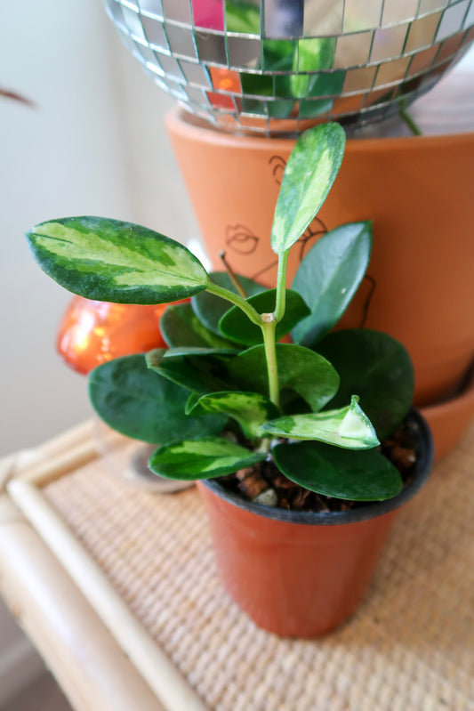 Hoya 'Lisa' - 4" Pot