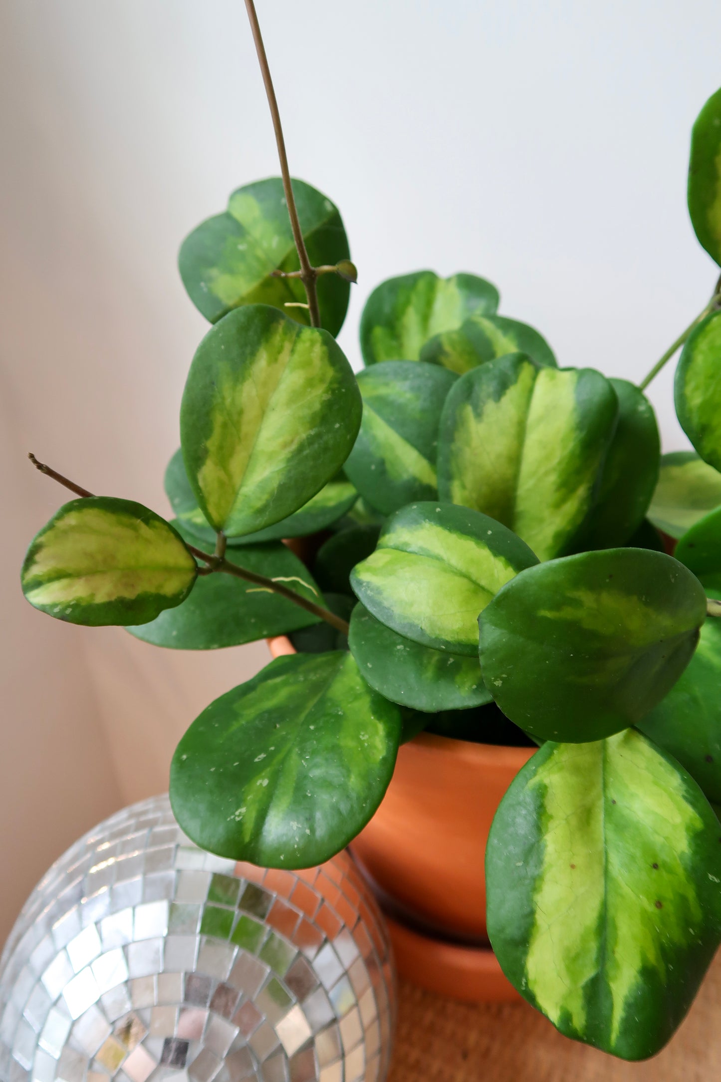 Hoya Obovata Reverse - 6" Pot