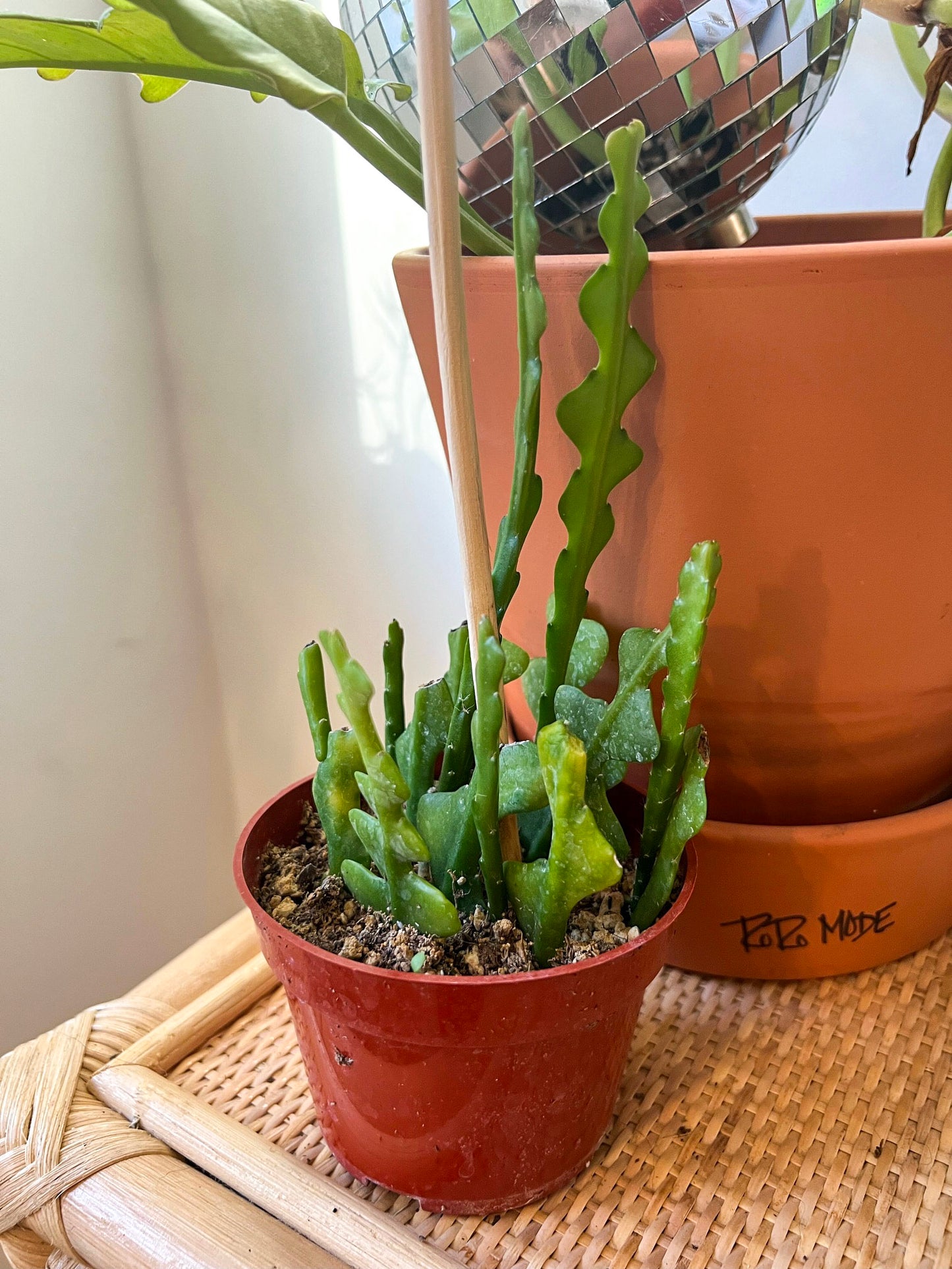 Epiphyllum Fishbone Cactus