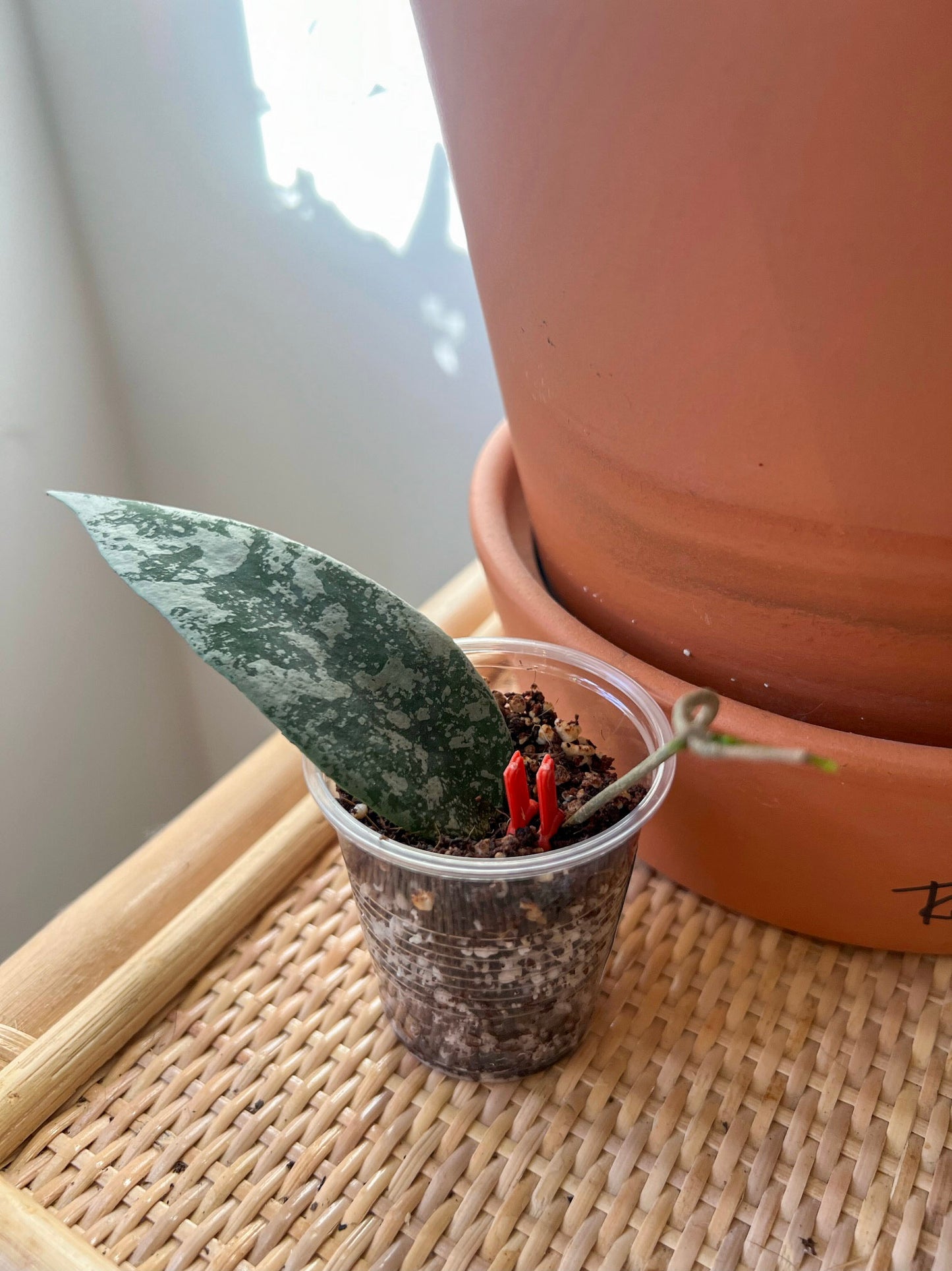 Hoya Flagellata Silver Cutting