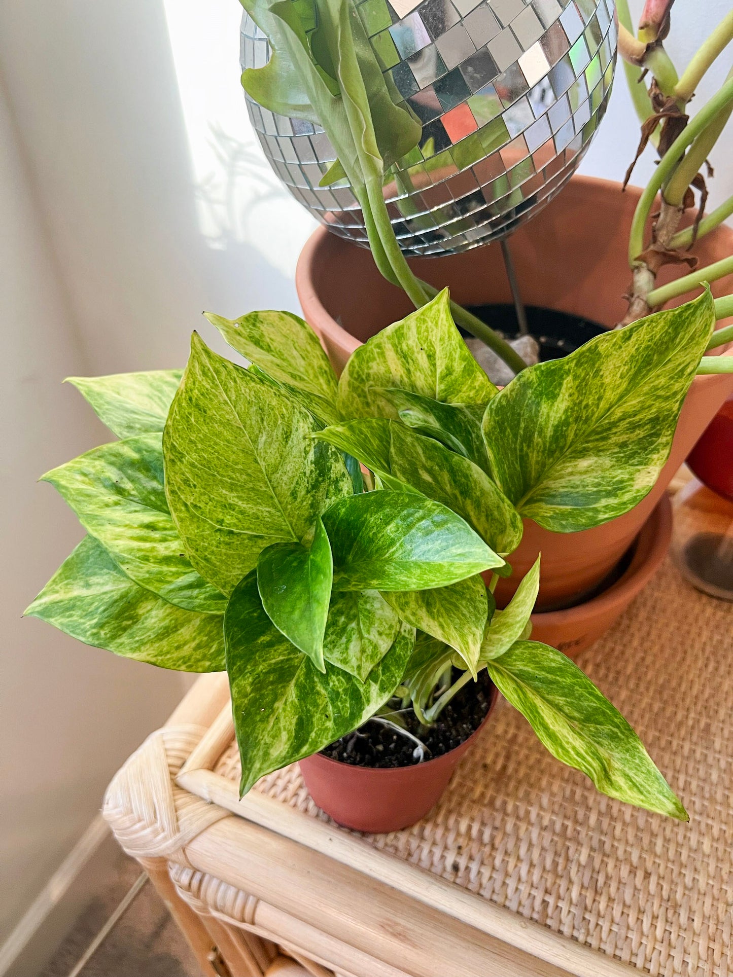 Pothos 'Neon Queen'