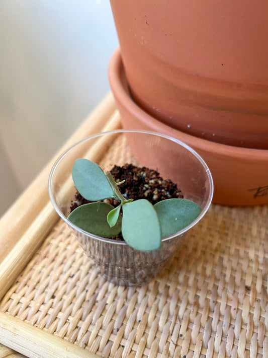 Hoya Nummulariodides Silver Cuttings (Rooted)