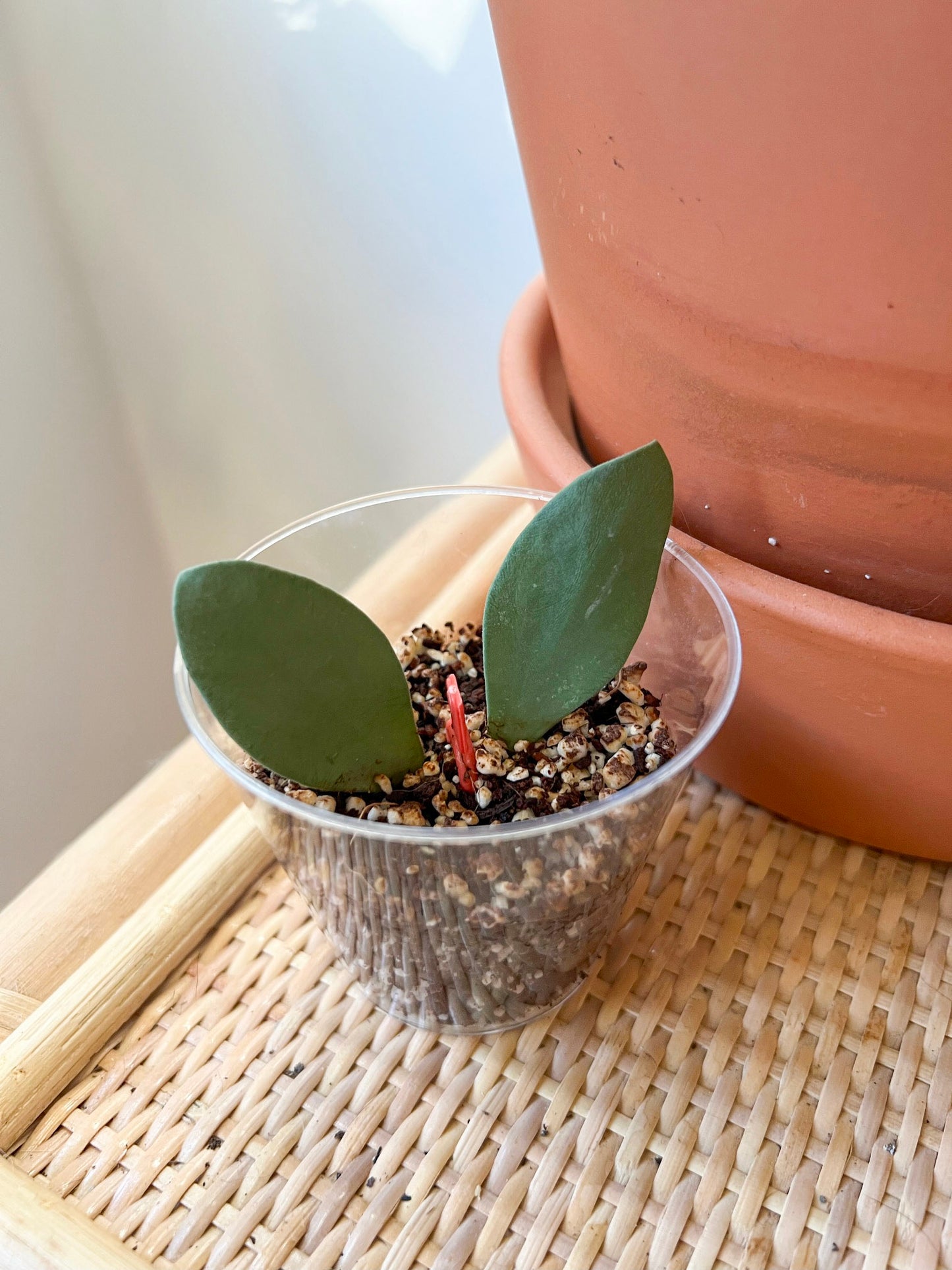 Hoya Nummulariodides Silver Cuttings (Rooted)