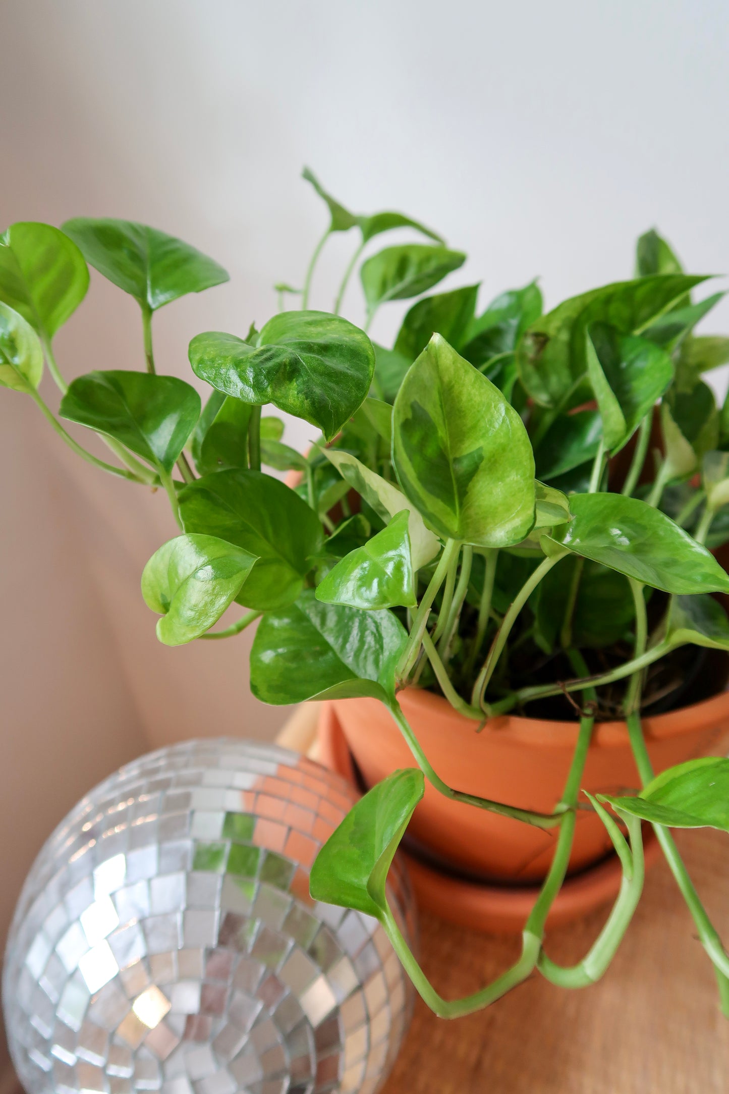 Pothos 'Lemon Meringue' - 6" Pot